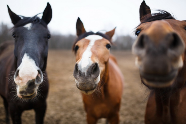 Запах лаванды успокаивает лошадей - исследование