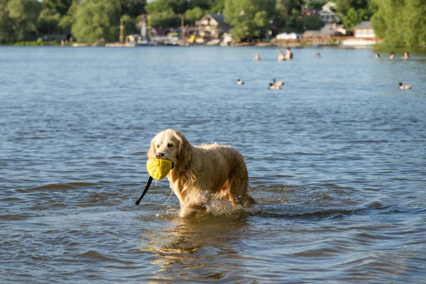 Кинологи рассказали, как научить собаку плавать на сапборде