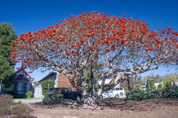 Erythrina caffra (в будущем Erythrina affra) — представитель вида цветковых растений семейства бобовых, произрастающих на Юго-Востоке Африки.