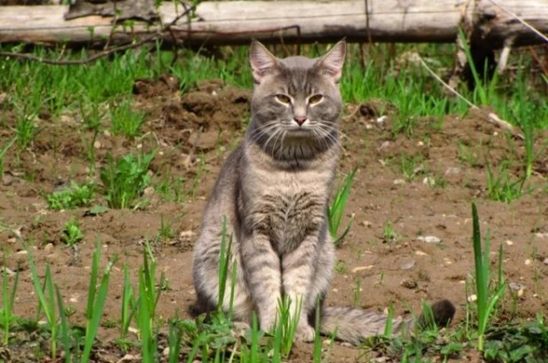 Как отвадить от дачных грядок бродячих котов?