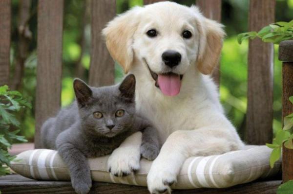 Изображение к статье: Как стерилизация влияет на организм питомца?