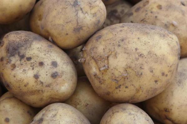 Как хранить картошку месяцами