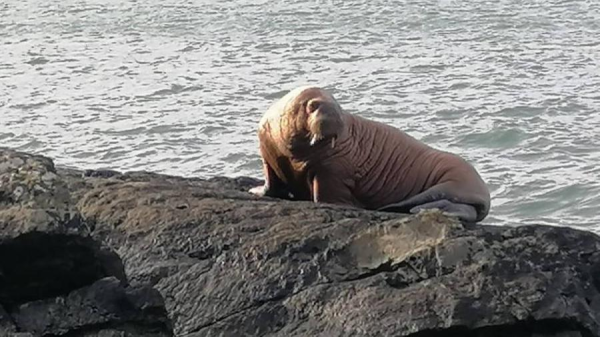 Как белые медведи используют камни для охоты на моржей