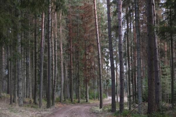 В Латвии сегодня будет облачно, но без осадков