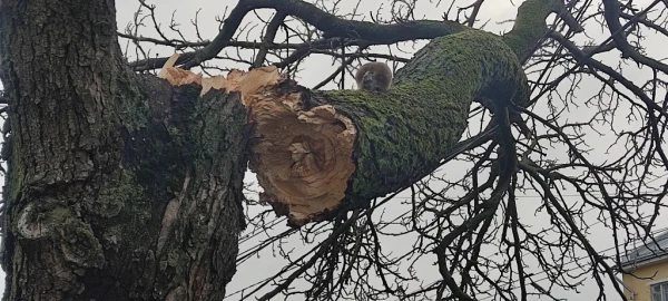 Из-за сломанного дерева в Риге нарушено движение 36-го автобусного маршрута