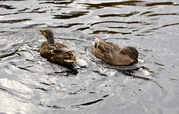 Изображение к статье: Спасатели помогают гусям и уткам, покрывшимся нефтью из-за разлива в США