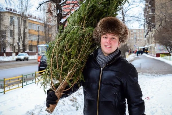 Что сделать, чтобы живая ёлочка простояла подольше?