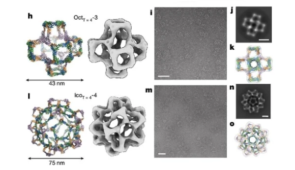 Фото: Sangmin Lee et al. / Nature, 2024