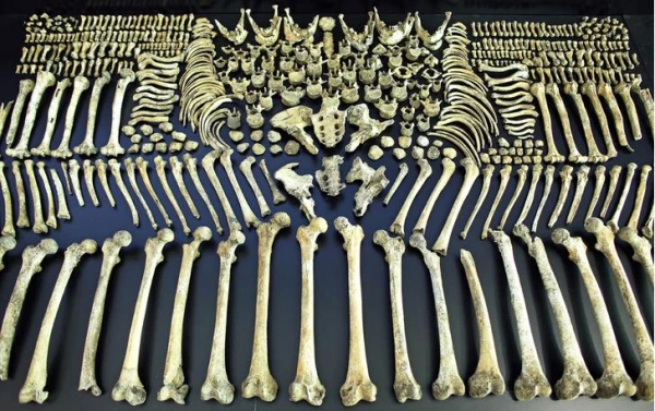 Изображение к статье: Житель Нью-Йорка нашел на своем заднем дворе кости мастодонта