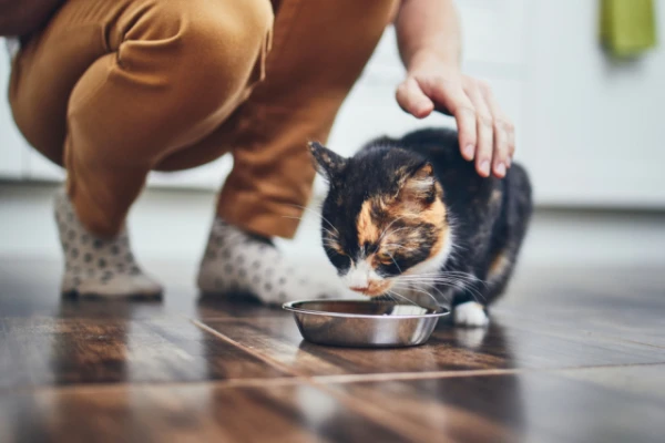 Как сделать кота более ласковым?