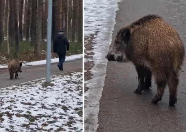 В Иманте кабан по парку гулял и приставал к людям