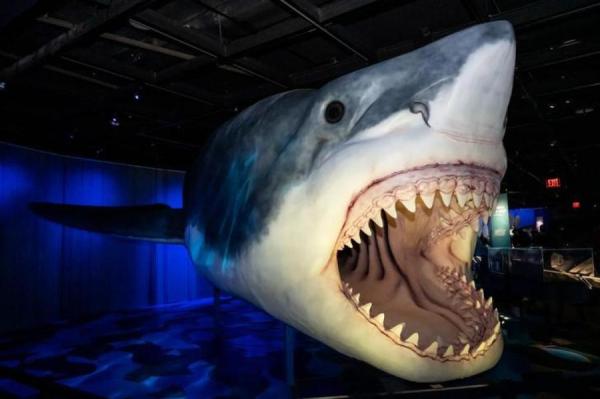 Изображение к статье: Мегалодон: почему нельзя восстановить облик древнего монстра