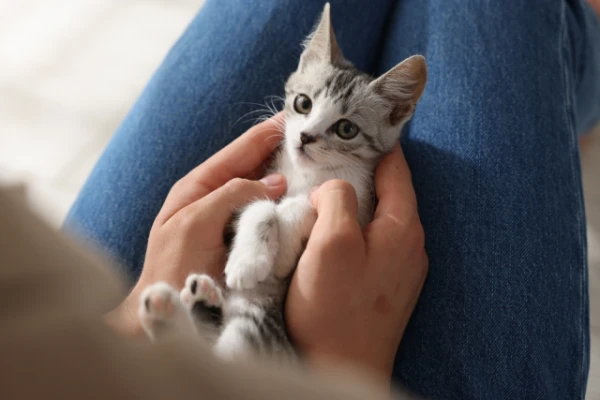 Кошки быстрее усваивают человеческий язык, чем младенцы