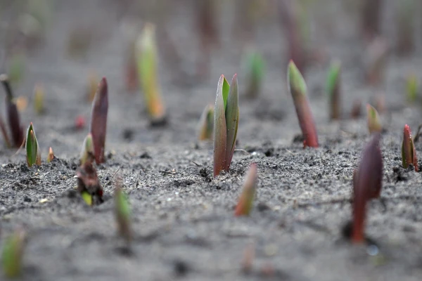 Изображение к статье: Бесконечный ноябрь: во вторник в большинстве районов ожидается дождь