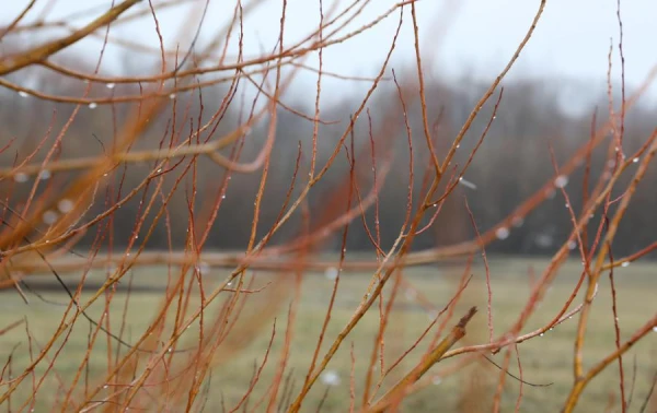 Изображение к статье: В понедельник установлен новый рекорд тепла для 27 января