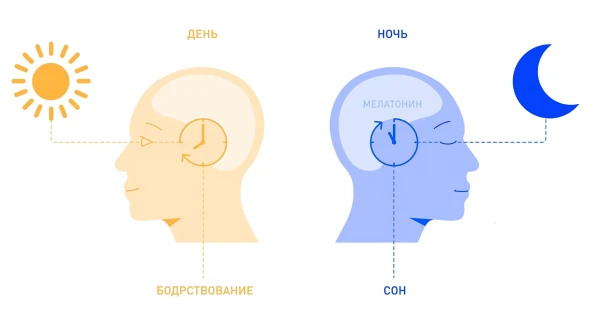 Психическое состояние и время суток: исследование ученых