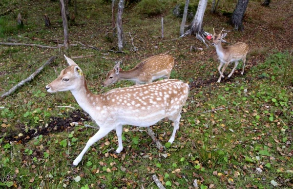 У каких животных самые крепкие кости