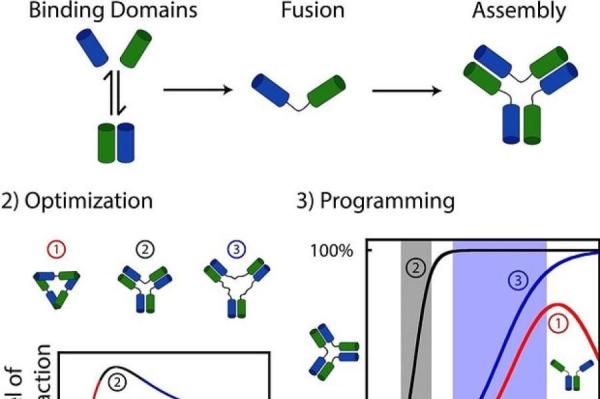 Изображение: Angewandte Chemie International Edition (2023) / phys.org