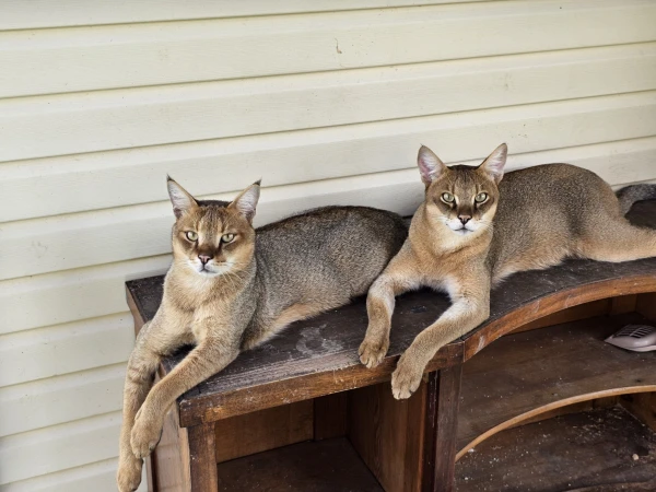 Чаузи — кошки, которые обожают купаться