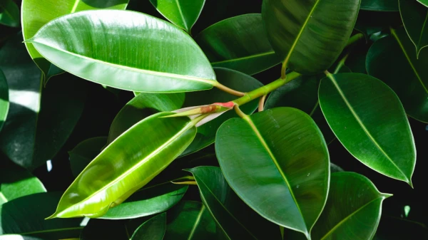 Изображение к статье: Этот волшебный фикус: приметы и суеверия (+ ритуал на деньги)