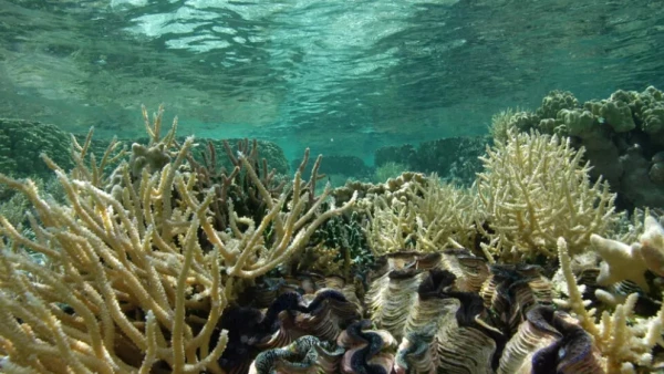 Изображение к статье: Пейзаж лагуны атолла Татакото, архипелаг Туамоту, Французская Полинезия. На переднем плане — несколько тридакны (гигантских раковин).