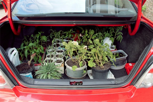 Изображение к статье: Как безопасно перевезти растения и саженцы на дачу