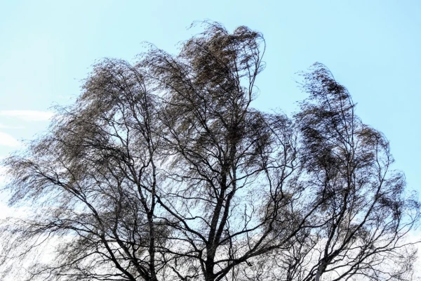 Изображение к статье: К Латвии с северо-запада приближается циклон