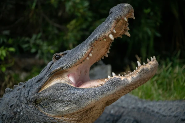 Изображение к статье: Аллигаторы едва не забрались в дом к жителю Флориды