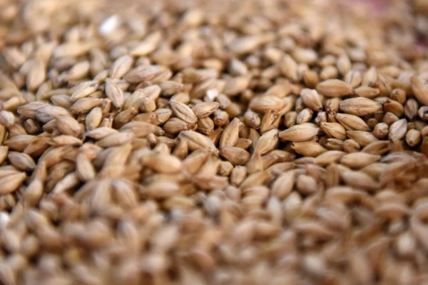 Изображение к статье: Транзит российских зерновых через Латвию сократился в 11,5 раза