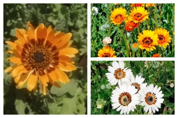 Изображение к статье: Венидиум – это не астра