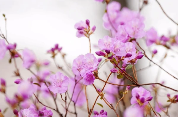 Изображение к статье: Фенолог Вилис Букшс спрогнозировал, какой будет погода в мае (+приметы)