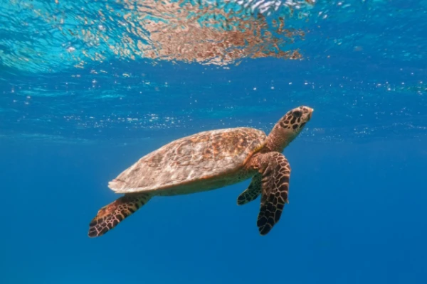 Изображение к статье: Популяция морских черепах восстанавливается по всему миру