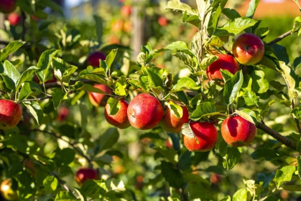 Изображение к статье: Генетики создают новые сорта яблок с учетом изменений климата