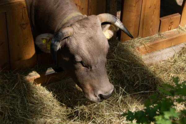 Изображение к статье: Волы, быки, коровы: в чем разница?