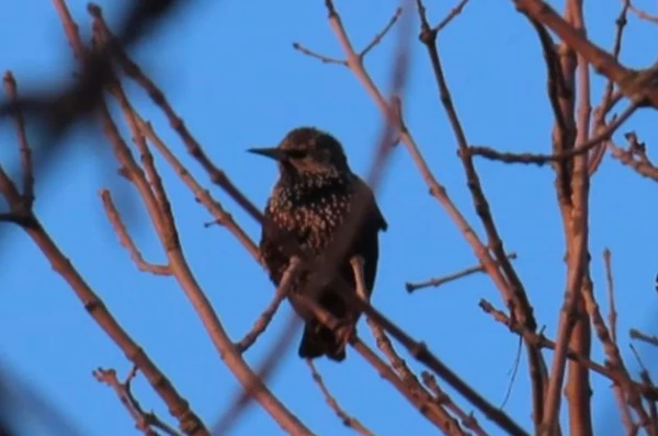 Изображение к статье: Кто они - друзья дачников?