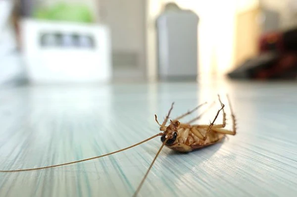 Изображение к статье: Правда ли, что тараканы идут на запах еды?