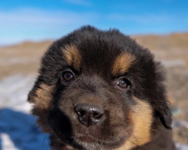 Изображение к статье: Собак могли впервые одомашнить в Монголии и Непале