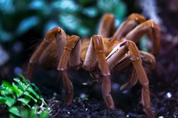 Изображение к статье: Какой паук самый большой на планете?