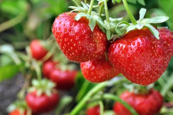 Изображение к статье: «Энергетик» для ягод. Всего одна подкормка для клубники, и урожай завалит