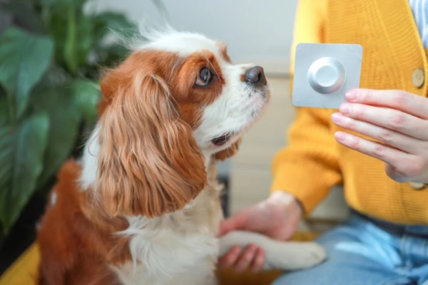 Изображение к статье: Как подготовить собаку к тёплому сезону: советы кинолога