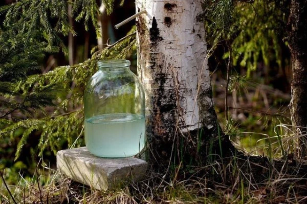 Изображение к статье: Чем берёзовый сок отличается от воды?