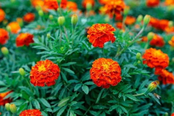 Изображение к статье: Как избавить огород от вредителей?