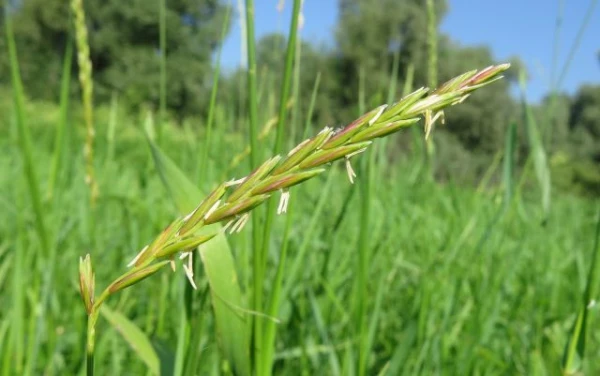 Изображение к статье: Как избавиться от пырея?