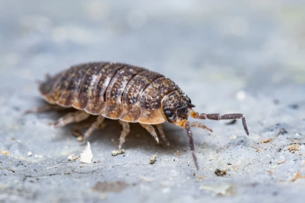 Изображение к статье: Не убивайте мокриц на даче — они принесут пользу