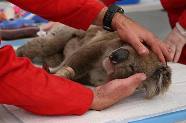 Изображение к статье: Правда ли, что коалы пахнут леденцами от кашля?