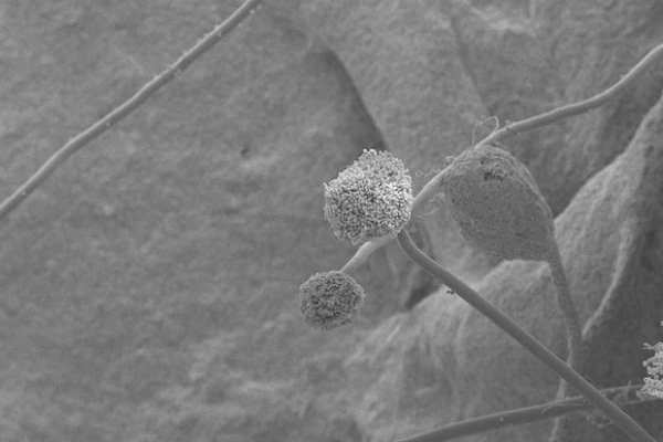 Изображение к статье: Фото: Public Domain