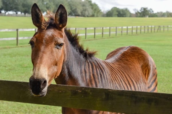 Изображение к статье: Зорс — гибрид зебры и лошади