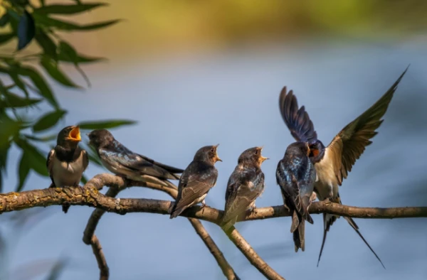 Изображение к статье: Почему моногамные птицы расстаются: причины «разводов» в пернатом мире