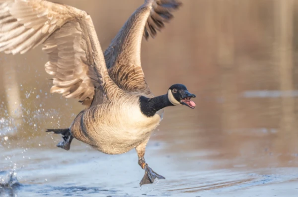 Изображение к статье: Канадским военным запретили раздражать гусей