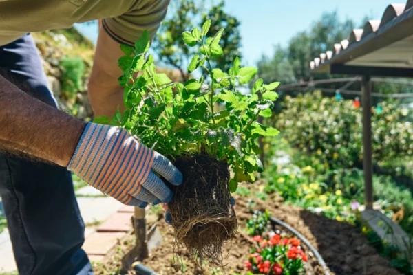 Изображение к статье: Новый тренд: ароматический сад на даче — против стресса и комаров